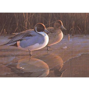 Icy Reflections - Pintails 1991 NFWF stamp print by Daniel Smith