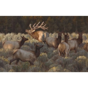 Social Hour - autumn elk herd by wildlife artist Kyle Sims