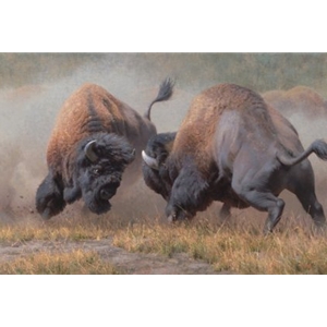 Summer Rumble - Bison bulls battling by wildlife artist Kyle Sims
