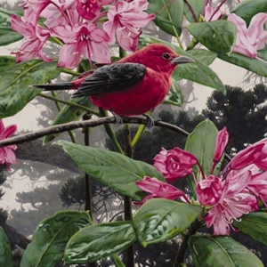 Scarlet Tanager - Perched on Rhododendron by wildlife artist Rod Frederick