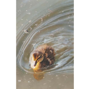 Catching Up With Mom - duckling by waterfowl artist Carl Brenders
