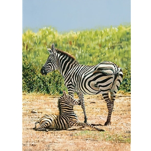A Shaky Start - Zebra foal with mother by african wildlife artist Guy Combes