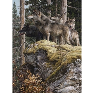 Lookout Tower - Wolves by wildlife artist Carl Brenders
