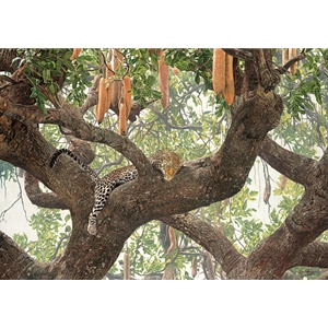Leopard Lounge - resting in Sausage tree by artist Guy Combes