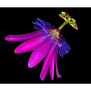 Amethyst Passionflower by photographer Richard Reynolds