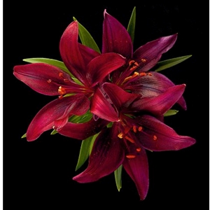 Asiatic Lily - Montenegro by floral photographer Richard Reynolds