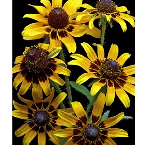 Brown Eyed Daisies - black eyed susan by floral photographer Richard Reynolds