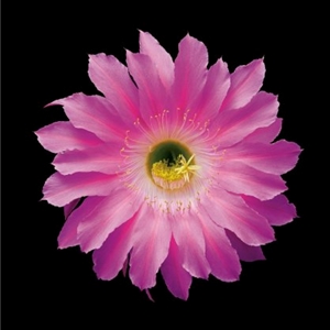 Echinopsis Cactus Hybrid Maria Piazza by floral photographer Richard Reynolds