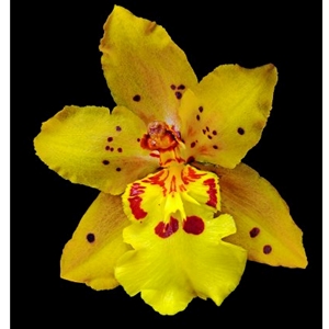 Orchid Odontocidium - Mayfair (yellow) by floral photographer Richard Reynolds