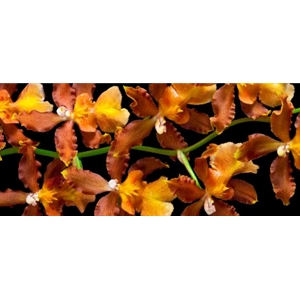 Orchid - Kilauea Karma by floral photographer Richard Reynolds