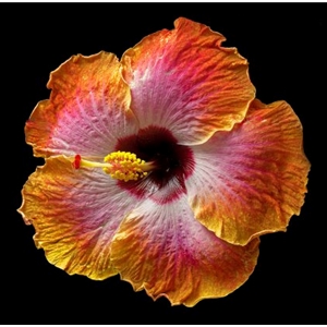 Hibiscus - Exotica by floral photographer Richard Reynolds