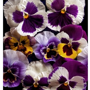 Pansies by floral photographer Richard Reynolds