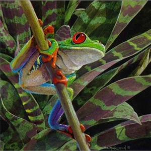 Red-Eyed Leaf Frog by naturalist Carel Brest van Kempen