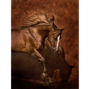 Horse Dancer by Robert Dawson