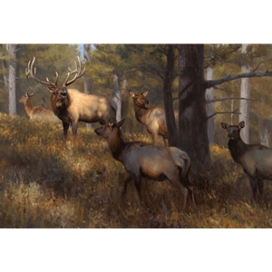 In the Middle of Things - Elk herd by Kyle Sims