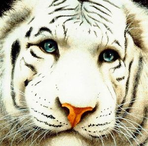 The Pale Prince - Portrait of white tiger by humor artist Will Bullas