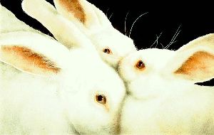 Some Set of Buns - three white rabbits by Will Bullas