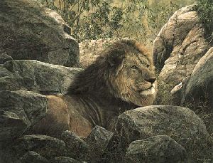 Serengeti Monarch - Lion resting by wildlife artist Simon Combes