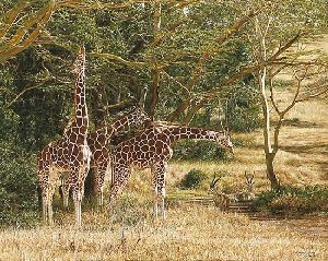 Tall Shadows - Giraffes by wildlife artist Simon Combes