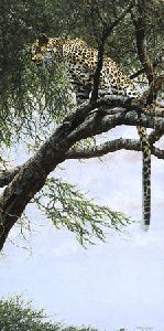 The Bushwhacker - Leopard in tree by african wildlife artist Simon Combes