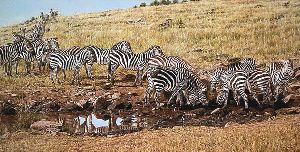 The Watering Hole - Zebra herd by wildlife artist Simon Combes