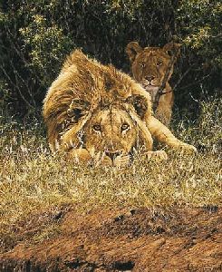 The Hypnotist - Lions by african wildlife artist Simon Combes