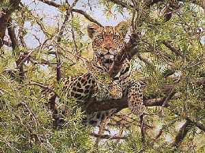 Lookout - Leopard by wildlife artist Simon Combes
