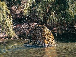 Eyes of Warning - Jaguar by wildlife artist Simon Combes