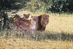 Pride - Lions by wildlife artist Simon Combes