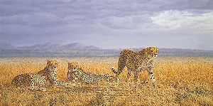 Serious Intent - Cheetah by wildlife artist Simon Combes