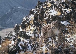 Mountain Myth - Snow leopard by wildlife artist Simon Combes