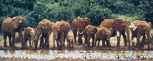 Heavy Drinkers - Elephant herd at waterhole by african wildlife artist Simon Combes
