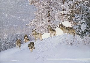 Snow Pack - Timber Wolves by wildlife artist Simon Combes