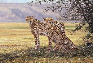 Imminent Pursuit - Cheetah pair by african wildlife artist Simon Combes