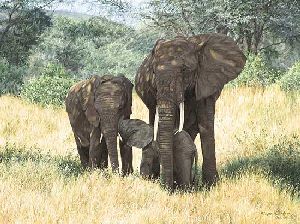 Family Ties - Elephant with young by wildlife artist Simon Combes