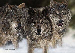 The Pursued - wolves by Judy Larson