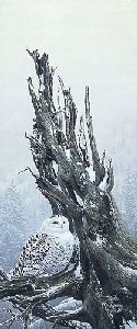 Snowy Throne - snowy owl by Stephen Lyman