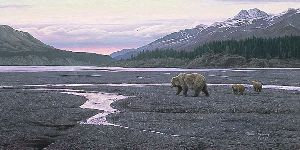 New Territory - Grizzly and Cubs by Stephen Lyman