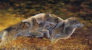Catch the Wind - Wolves by wildlife artist Bonnie Marris