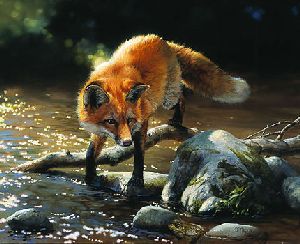 Frogs for Breakfast - Red fox by wildlife artist Bonnie Marris