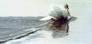 Gliding Swan by wildlife artist Ron Parker