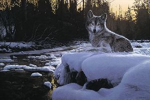 Evening Solitude - Wolf by wildlife artist Ron Parker