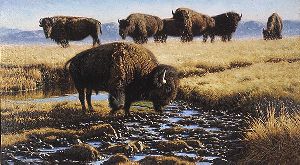 Soda Springs - Bison by artist Tucker Smith