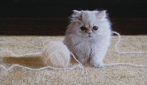 Persian Kitten by John Weiss