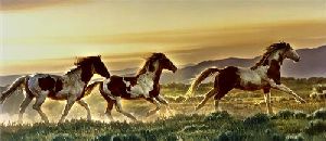 Early Morning Run - Wild Horses by wildlife artist Nancy Glazier