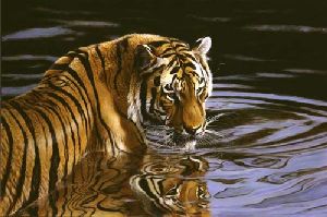 Reflections - Tiger in water by wildlife artist Matthew Hillier