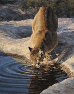 Evening Preparations - Cougar by wildlife artist Kyle Sims